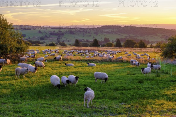 Rhön sheep, flock of sheep, sheep, sunrise, Hochrhön road, UNESCO biosphere reserve, near Hausen,