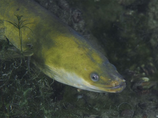 Close-up of European eel (Anguilla anguilla) at night, dive site Klosterinsel, Rheinau, Canton