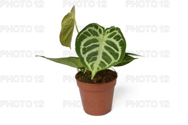 Exotic Anthurium Crystallinum houseplant with beautiful lace pattern on leaves in flower pot on