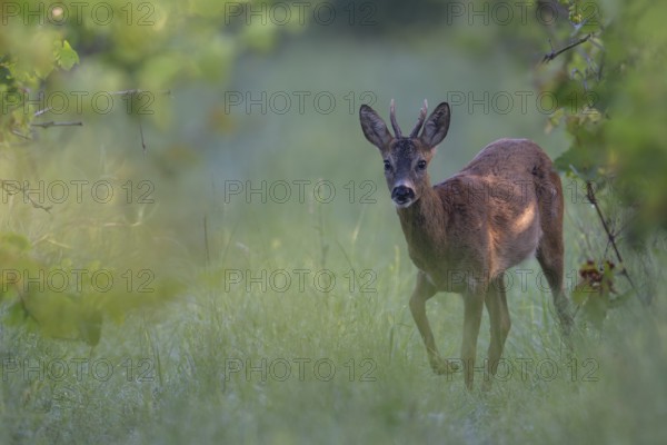 Roebuck in summer, leaf time, Wittlich, Rhineland-Palatinate, Germany, Europe