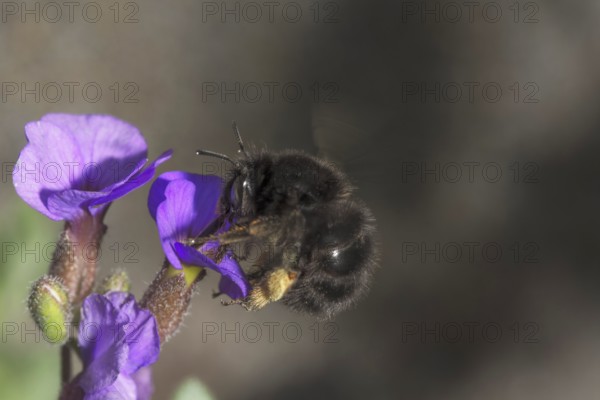 A spring fur bee (Anthophora plumipes), dark colour variant on blue cushion (Aubrietta),