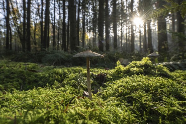 Helminth (Mycena) in spruce forest, Emsland, Lower Saxony, Germany, Europe