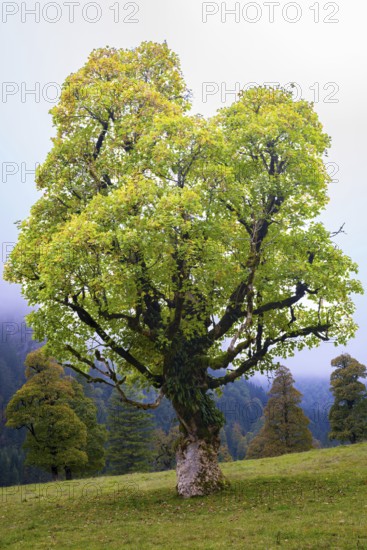 Maple trees, (Acer pseudoplataus), near the Wankerfleck, Ammergau Alps, Ostallgäu, Bavaria,