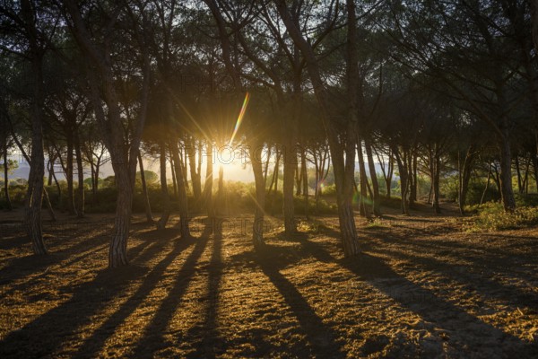 Pine forest, Spiaggia di Isula Manna, sunset, Santa Maria Navarrese, Gulf of Orosei National Park,