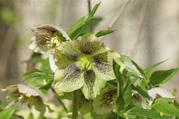 Oriental hellebore (Helleborus orientalis), Bavaria, Germany, Europe