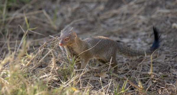 Slender mongoose (Herpestes sanguineus) Kruger National Park, South Africa, Africa