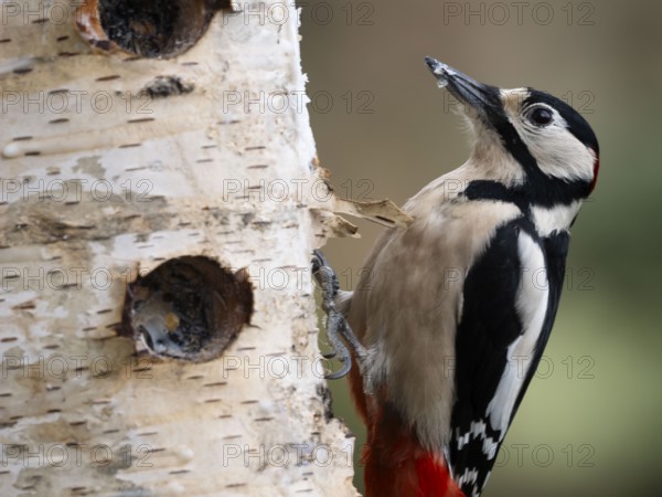 Great spotted woodpecker (Dendrocopos major) male, sitting at a feeder on the trunk of a birch