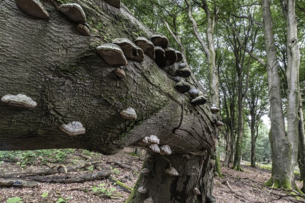 Tinder fungus (Fomes fomentarius) on bent copper beech (Fagus sylvatica), Emsland, Lower Saxony,