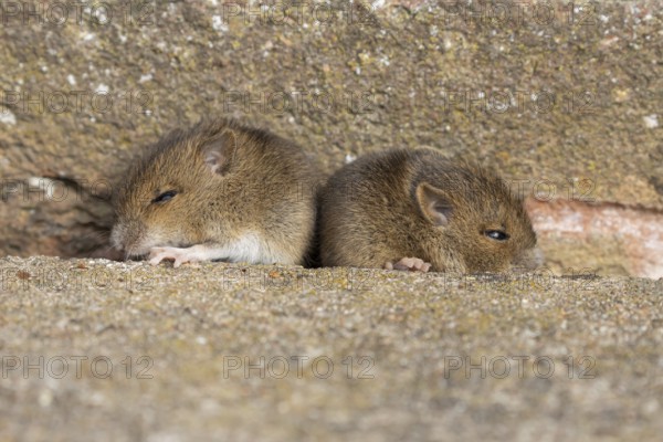 Brown rat (Rattus norvegicus) two juvenile baby rodent animals resting by a hole next to a building