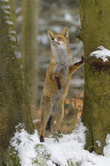 Red fox (Vulpes vulpes), standing on its hind legs between two snow-covered trees in a winter