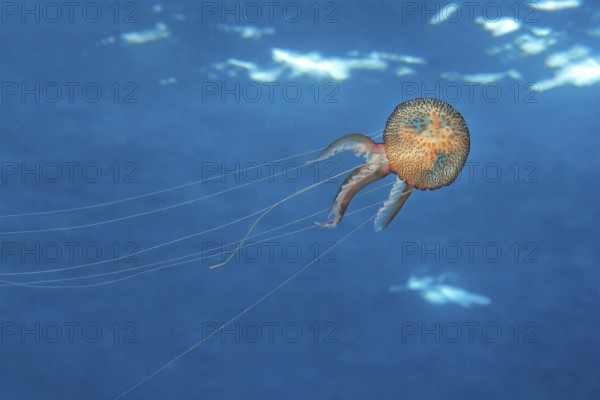 Mauve stinger (Pelagia noctiluca) Fire jellyfish Umbrella jellyfish Cnidarian swims through blue