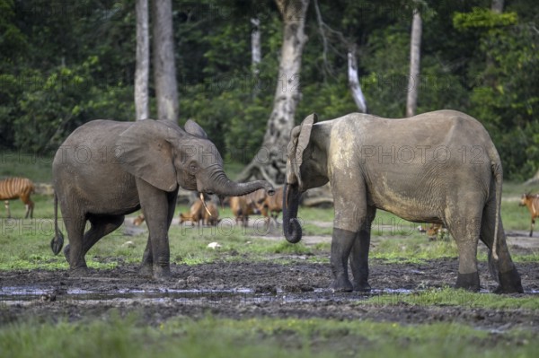 Forest elephants (Loxodonta cyclotis) and bongo antelopes (Tragelaphus eurycerus) in the Dzanga Bai