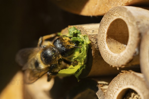Leafcutter bee (Megachile willughbiella) adult filling a hole in a garden bee hotel with leaves,