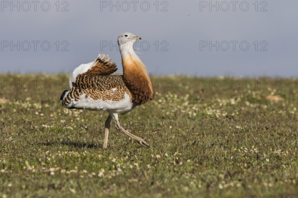 Great bustard (Otis tarda) m, Spain, Europe