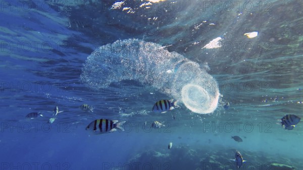 Colonial Pyrosoma Tunicates drifts under surface of blue water in sunlights. Pyrosomes, colony