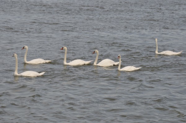 Swan on the Seine in La bouille