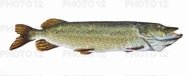 A river pike with wide open mouth free