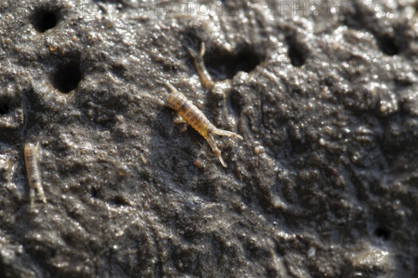 Mud crab (Corophium volutator), in the Schleswig-Holstein Wadden Sea, Schleswig-Holstein Wadden Sea