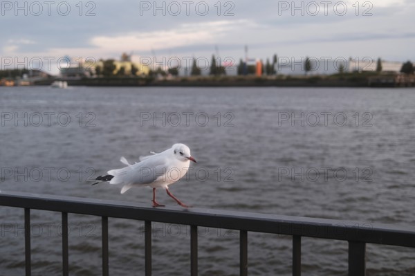 Seagull (Larinae) in Hamburg harbour, blurred background, Hanseatic City of Hamburg, Germany,