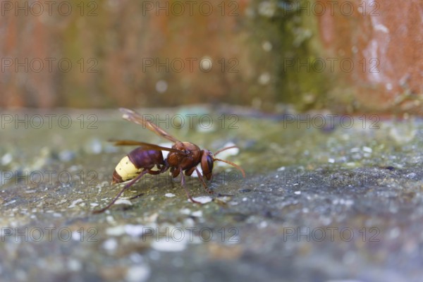 Close-up of an asiatic wasp, Vespa orientalis, perched on the ground