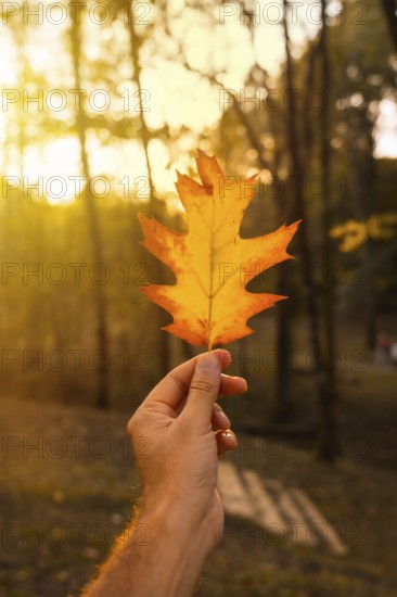 Sunset in an autumn afternoon of a man's hand with a brown leaf, autumn scenery