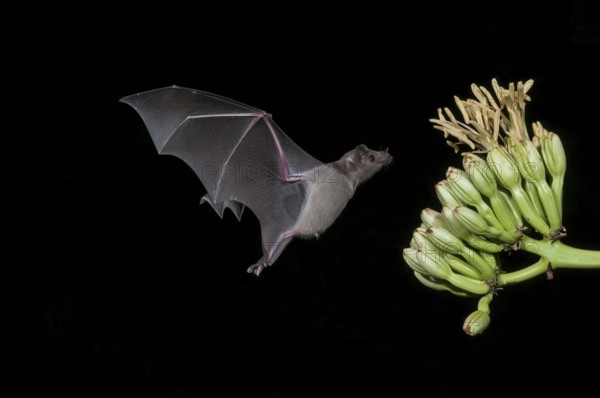 Leaf-nosed bat, Leaf-nosed bats, Leaf-nosed bats, Bats, Mammals, Animals, Lesser long-nosed bat,