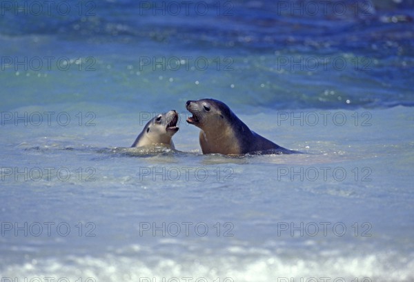 Australian Sea Lion, neophoca cinere, Adults playing in Ocean, Australia, Oceania