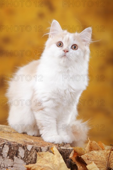 British longhair cat, 6 months, cream-white, Highlander, Lowlander, Britanica, BLH