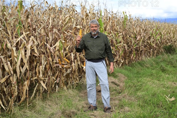 Farmer, at the edge of a corn field showing a corn corn cob