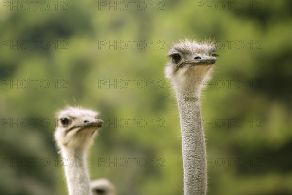 Ostrich portrait outdoor forest green trees background