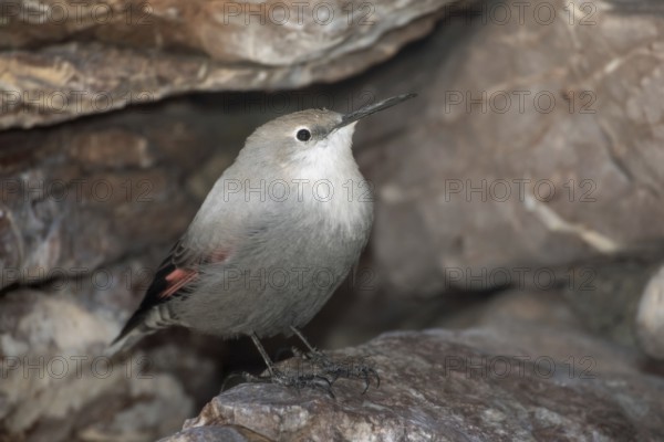 Wallcreeper sitting in rock face looking right