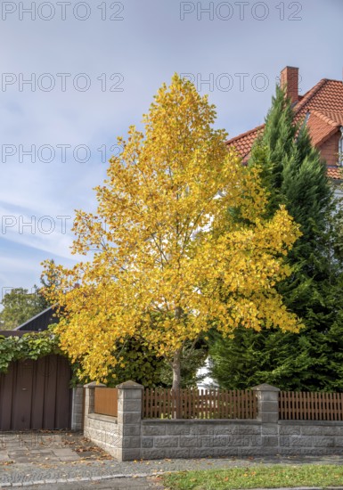 American tulip tree (Liriodendron tulipifera), Germany, Europe