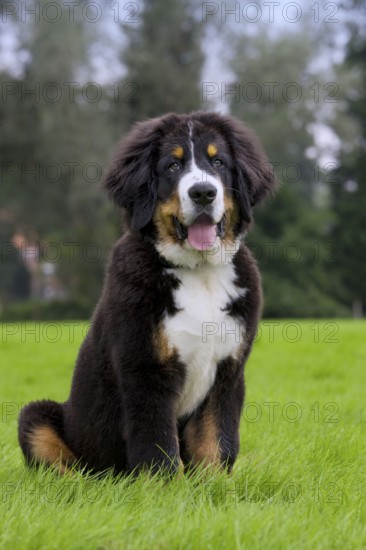 Bernese Mountain Dog, Puppy