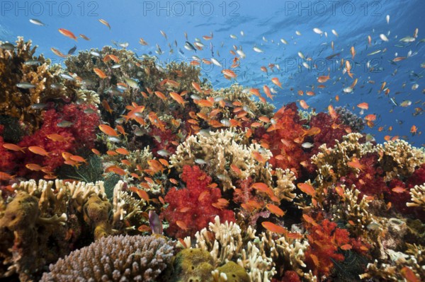 Flagfish in Coral Reef, Gau, Lomaiviti, Fiji, Fiji Islands, Sea goldie (Pseudanthias squamipinnis),