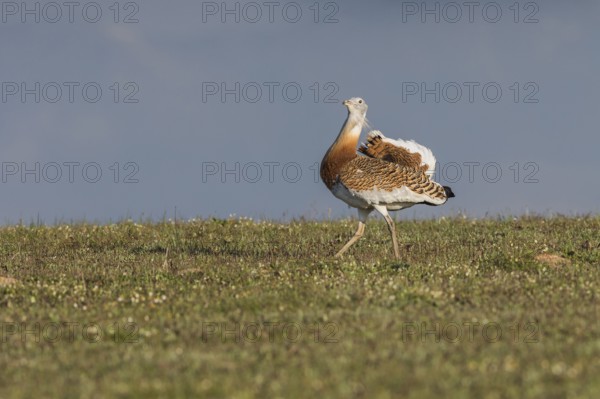 Great bustard (Otis tarda) m, Spain, Europe
