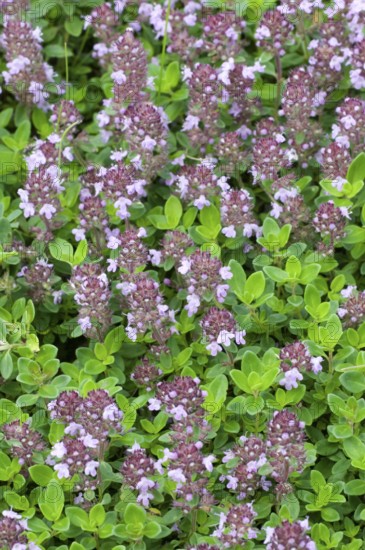 Wild thyme (Thymus serpyllum), Creeping thyme