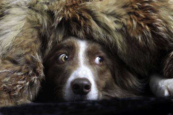 Border Collie under fur, hidden