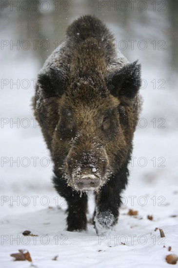 Wild Boar (Sus scrofa), tusker