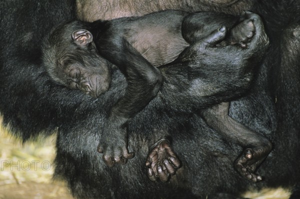 Gorilla (gorilla gorilla), Female with Baby Sleeping