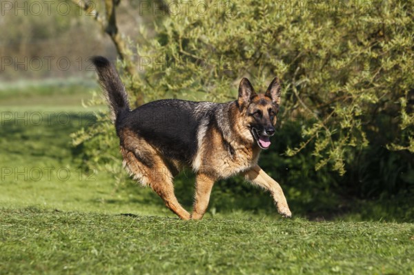 German Shepherd Dog, Adult running on Lawn