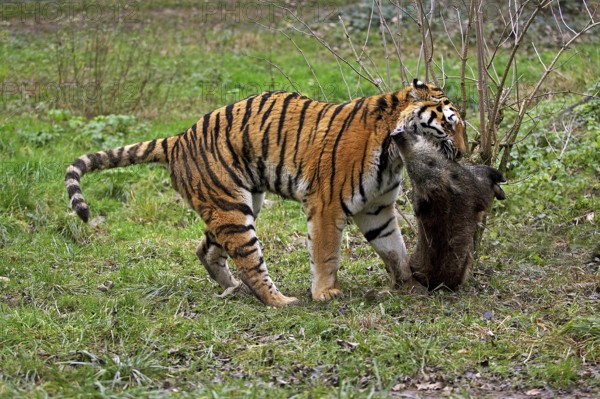 Siberian tiger (panthera tigris altaica), adult with killed wild boar