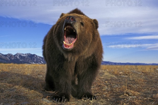 KODIAK BEAR (ursus arctos middendorffi), ADULT THREATENING WITH OPEN MOUTH, ALASKA