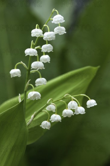 Lily of the Valley (convallaria majalis)