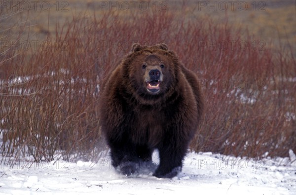 Kodiak Bear (ursus arctos middendorffi), Adult standing on Snow, Alaska