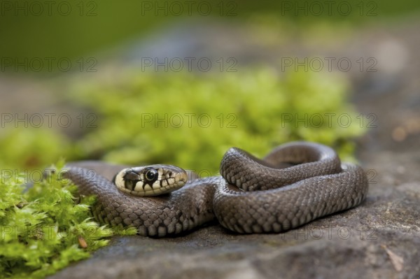 Grass snake (Natrix natrix), young animal, Rhineland-Palatinate, Germany, Europe