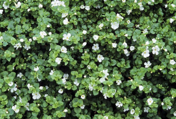 Snow Flake (Sutera diffusa)
