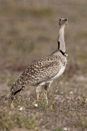 Houbara Bustard (Chlamydotis undulata), female, Lanzarote, Canary Islands, Spain, side, Europe