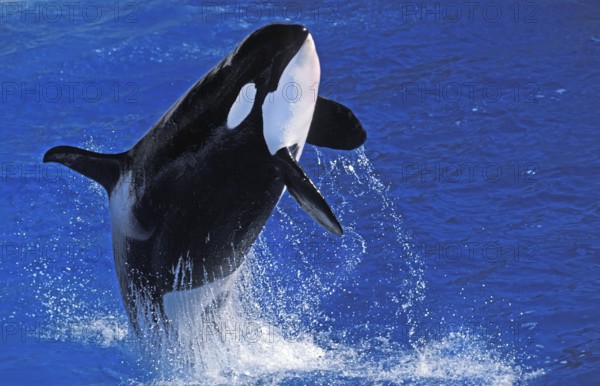 Killer Whale (orcinus orca), Adult breaching