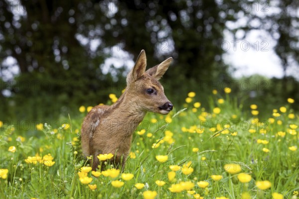 Roe Deer (capreolus capreolus), Fawn with Yellow Flowers, Normandy