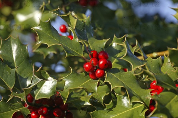European Holly (ilex aquifolium) with Red Berries, Winter in Normandy
